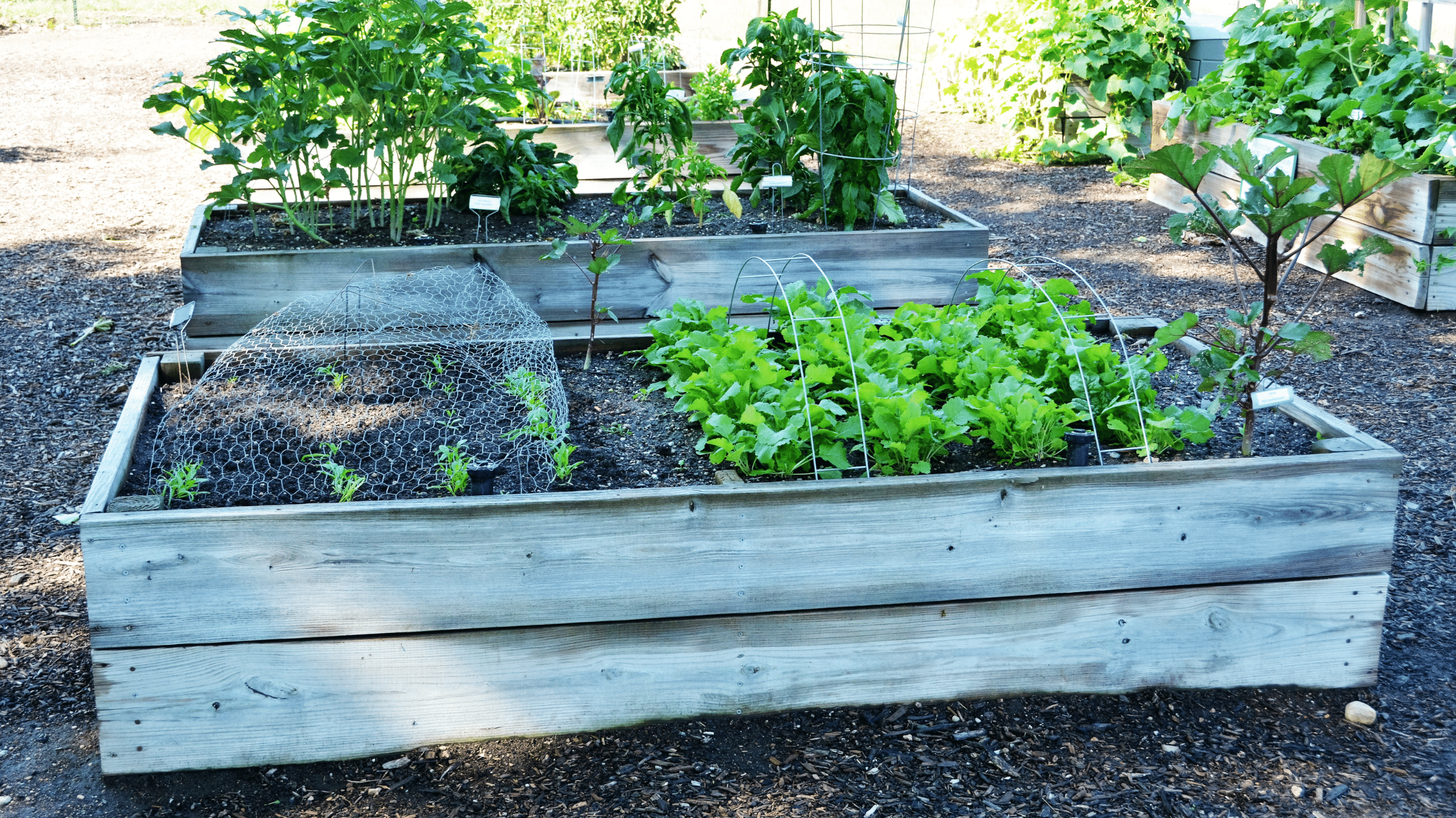 https://handymanconnection.com/wp-content/uploads/2023/03/raised-garden-bed.png